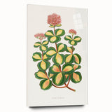 Romanticism Art - Stonecrop Leaf Illustration by Lydon & Fawsett Print