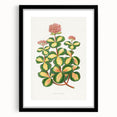Romanticism Art - Stonecrop Leaf Illustration by Lydon & Fawsett Print