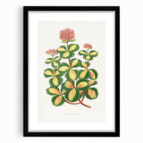 Romanticism Art - Stonecrop Leaf Illustration by Lydon & Fawsett Print