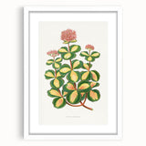Romanticism Art - Stonecrop Leaf Illustration by Lydon & Fawsett Print