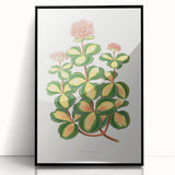 Romanticism Art - Stonecrop Leaf Illustration by Lydon & Fawsett Print