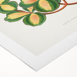 Romanticism Art - Stonecrop Leaf Illustration by Lydon & Fawsett Print