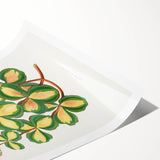 Romanticism Art - Stonecrop Leaf Illustration by Lydon & Fawsett Print