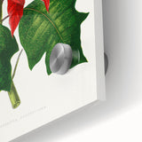 Romanticism Art - Poinsettia Illustration by Lydon & Fawsett Print