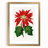 Romanticism Art - Poinsettia Illustration by Lydon & Fawsett Print