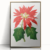 Romanticism Art - Poinsettia Illustration by Lydon & Fawsett Print