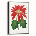 Romanticism Art - Poinsettia Illustration by Lydon & Fawsett Print