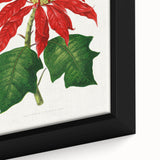 Romanticism Art - Poinsettia Illustration by Lydon & Fawsett Print
