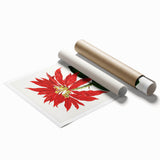 Romanticism Art - Poinsettia Illustration by Lydon & Fawsett Print