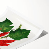 Romanticism Art - Poinsettia Illustration by Lydon & Fawsett Print
