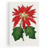Romanticism Art - Poinsettia Illustration by Lydon & Fawsett Print