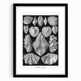 Ernst Haeckel’s Shell Illustrations - Elegant Black and White Wall Art