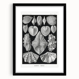 Ernst Haeckel’s Shell Illustrations - Elegant Black and White Wall Art