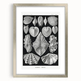 Ernst Haeckel’s Shell Illustrations - Elegant Black and White Wall Art