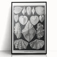 Ernst Haeckel’s Shell Illustrations - Elegant Black and White Wall Art