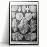 Ernst Haeckel’s Shell Illustrations - Elegant Black and White Wall Art