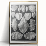 Ernst Haeckel’s Shell Illustrations - Elegant Black and White Wall Art