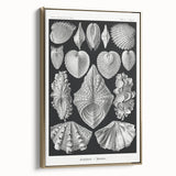 Ernst Haeckel’s Shell Illustrations - Elegant Black and White Wall Art