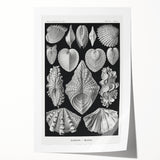 Ernst Haeckel’s Shell Illustrations - Elegant Black and White Wall Art