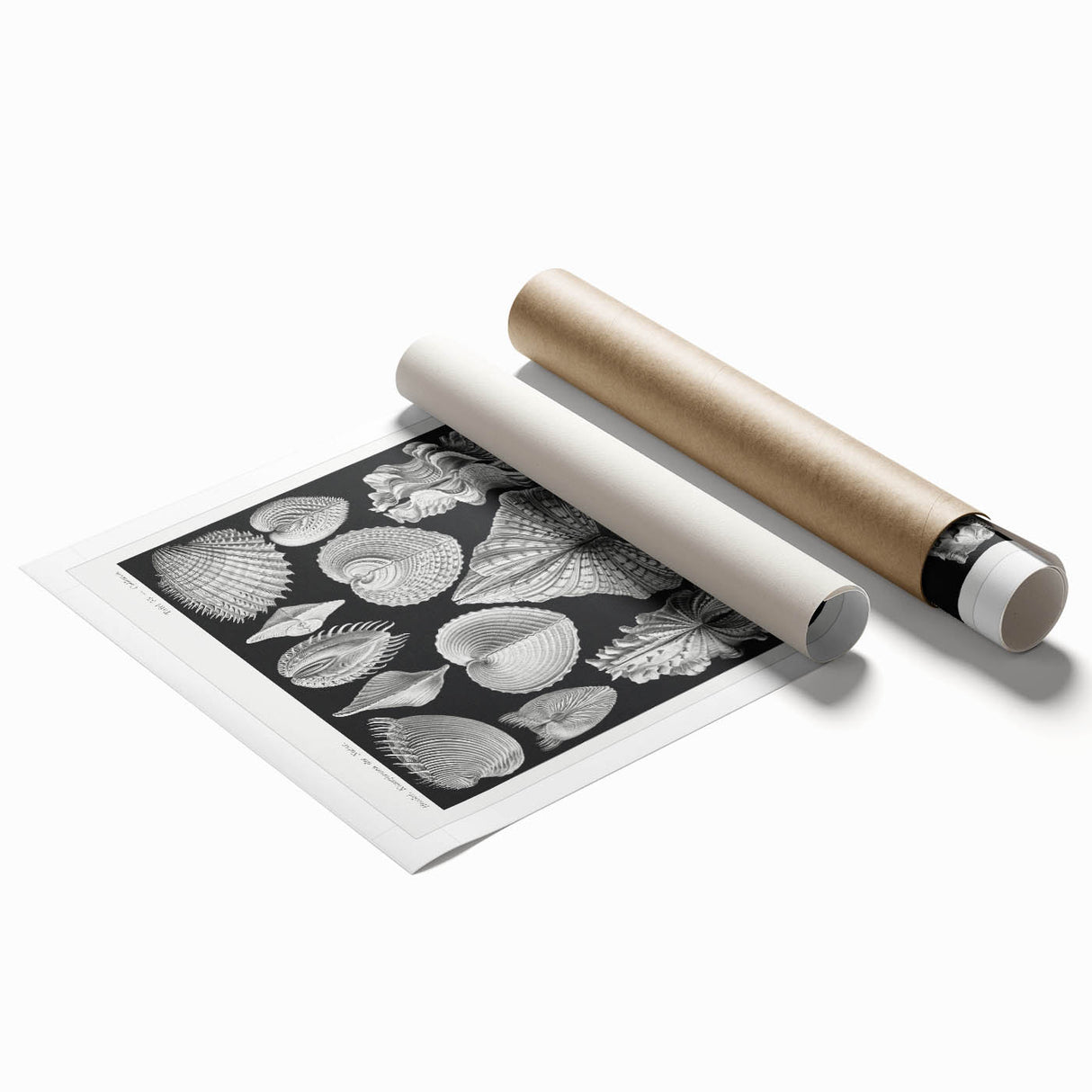 Ernst Haeckel’s Shell Illustrations - Elegant Black and White Wall Art
