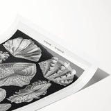 Ernst Haeckel’s Shell Illustrations - Elegant Black and White Wall Art