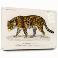 Romanticism Art - Jaguar Illustration by Charles D’Orbigny Print