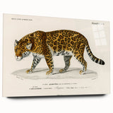 Romanticism Art - Jaguar Illustration by Charles D’Orbigny Print