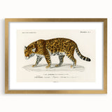 Romanticism Art - Jaguar Illustration by Charles D’Orbigny Print