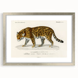 Romanticism Art - Jaguar Illustration by Charles D’Orbigny Print
