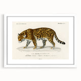 Romanticism Art - Jaguar Illustration by Charles D’Orbigny Print