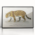 Romanticism Art - Jaguar Illustration by Charles D’Orbigny Print