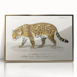 Romanticism Art - Jaguar Illustration by Charles D’Orbigny Print