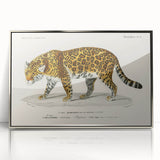 Romanticism Art - Jaguar Illustration by Charles D’Orbigny Print
