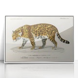 Romanticism Art - Jaguar Illustration by Charles D’Orbigny Print