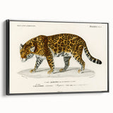 Romanticism Art - Jaguar Illustration by Charles D’Orbigny Print