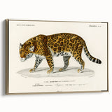 Romanticism Art - Jaguar Illustration by Charles D’Orbigny Print