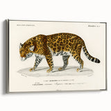 Romanticism Art - Jaguar Illustration by Charles D’Orbigny Print