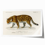 Romanticism Art - Jaguar Illustration by Charles D’Orbigny Print