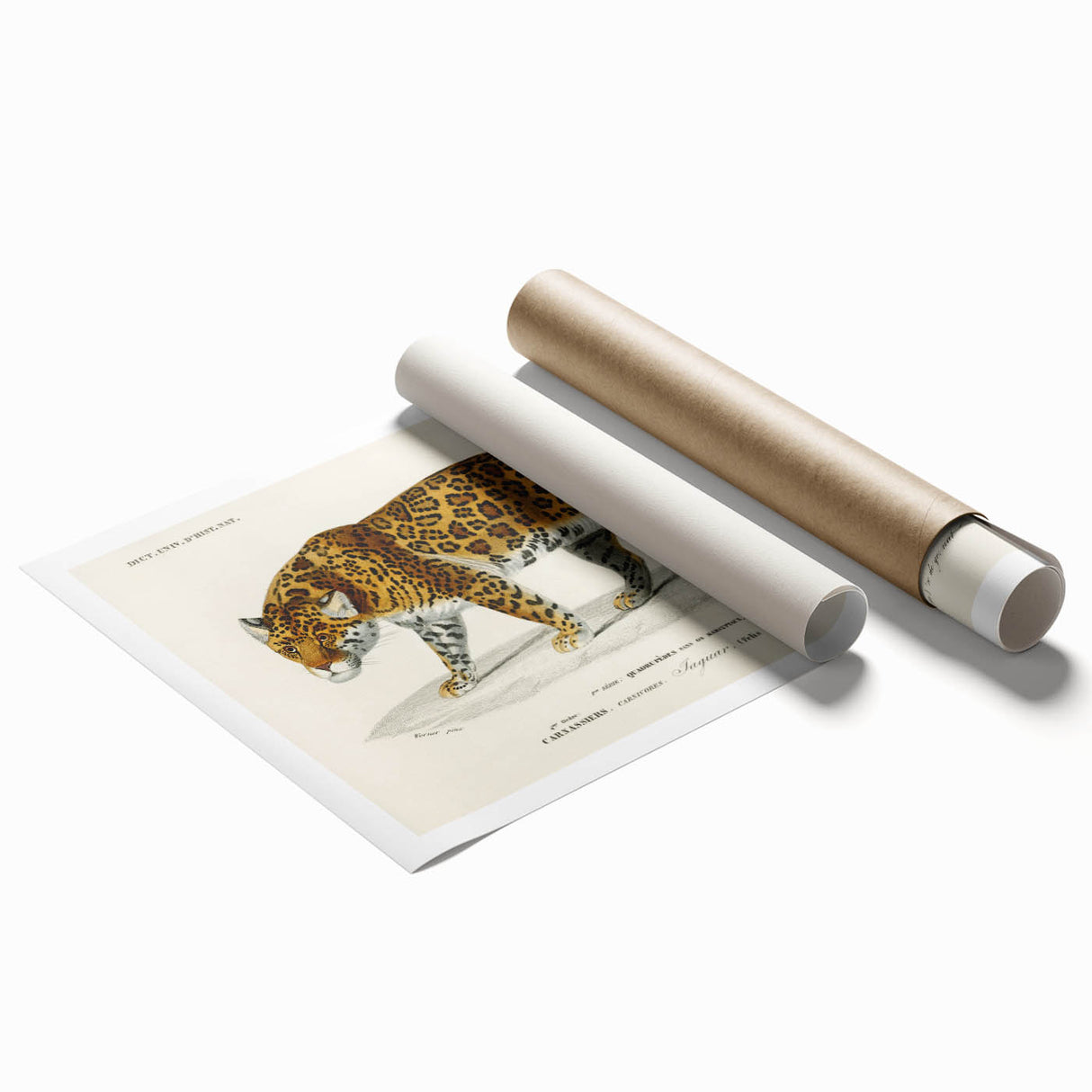 Romanticism Art - Jaguar Illustration by Charles D’Orbigny Print