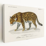 Romanticism Art - Jaguar Illustration by Charles D’Orbigny Print