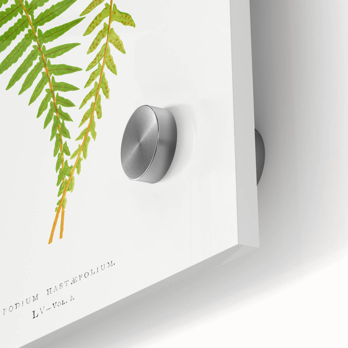 Polypodium Fern Realism Art Print - Edward Lowe Botanical Wall Decor