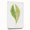 Polypodium Fern Realism Art Print - Edward Lowe Botanical Wall Decor