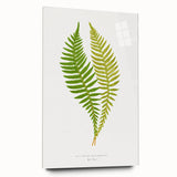 Polypodium Fern Realism Art Print - Edward Lowe Botanical Wall Decor