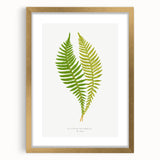 Polypodium Fern Realism Art Print - Edward Lowe Botanical Wall Decor