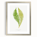 Polypodium Fern Realism Art Print - Edward Lowe Botanical Wall Decor