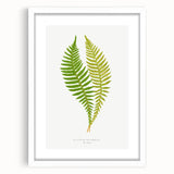 Polypodium Fern Realism Art Print - Edward Lowe Botanical Wall Decor
