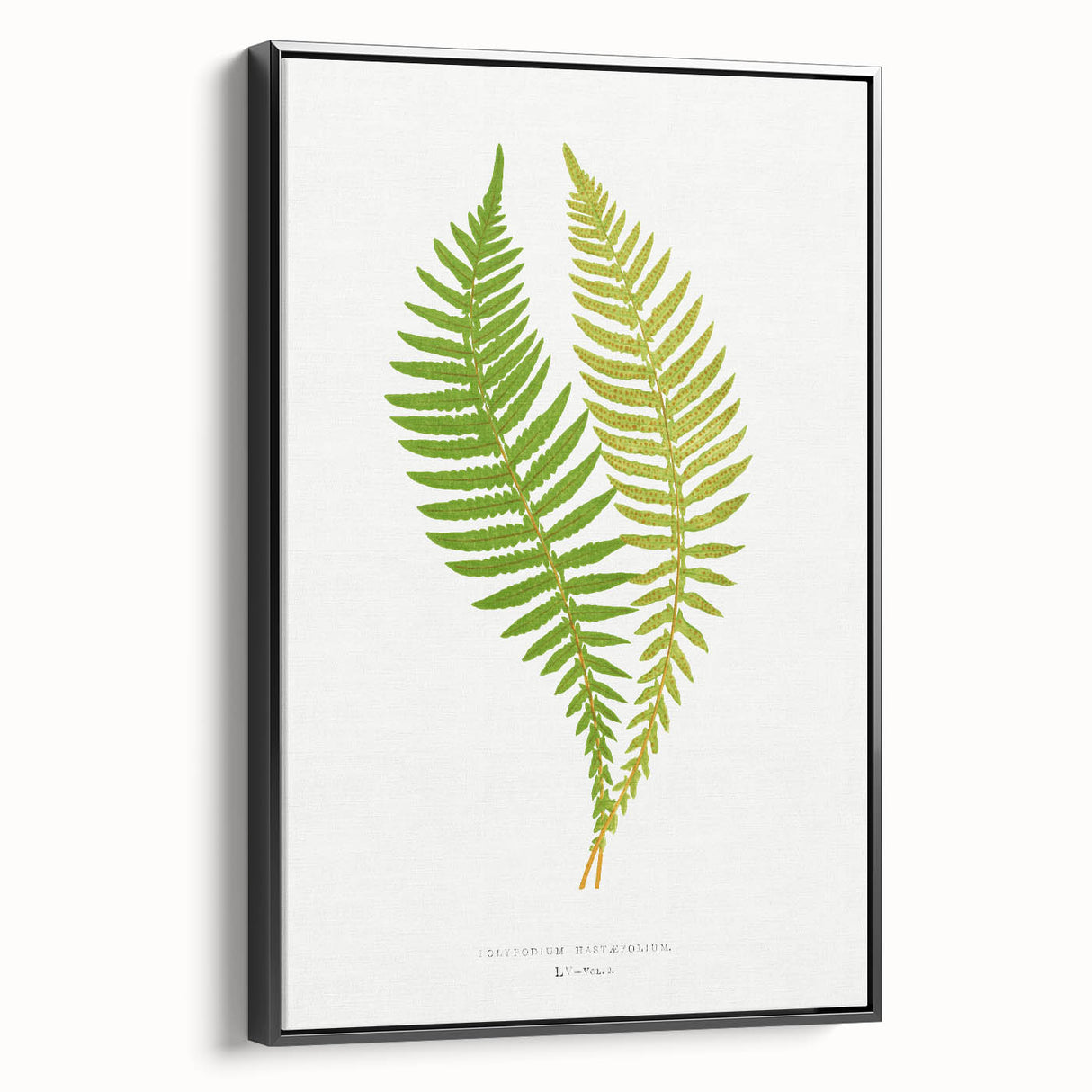 Polypodium Fern Realism Art Print - Edward Lowe Botanical Wall Decor