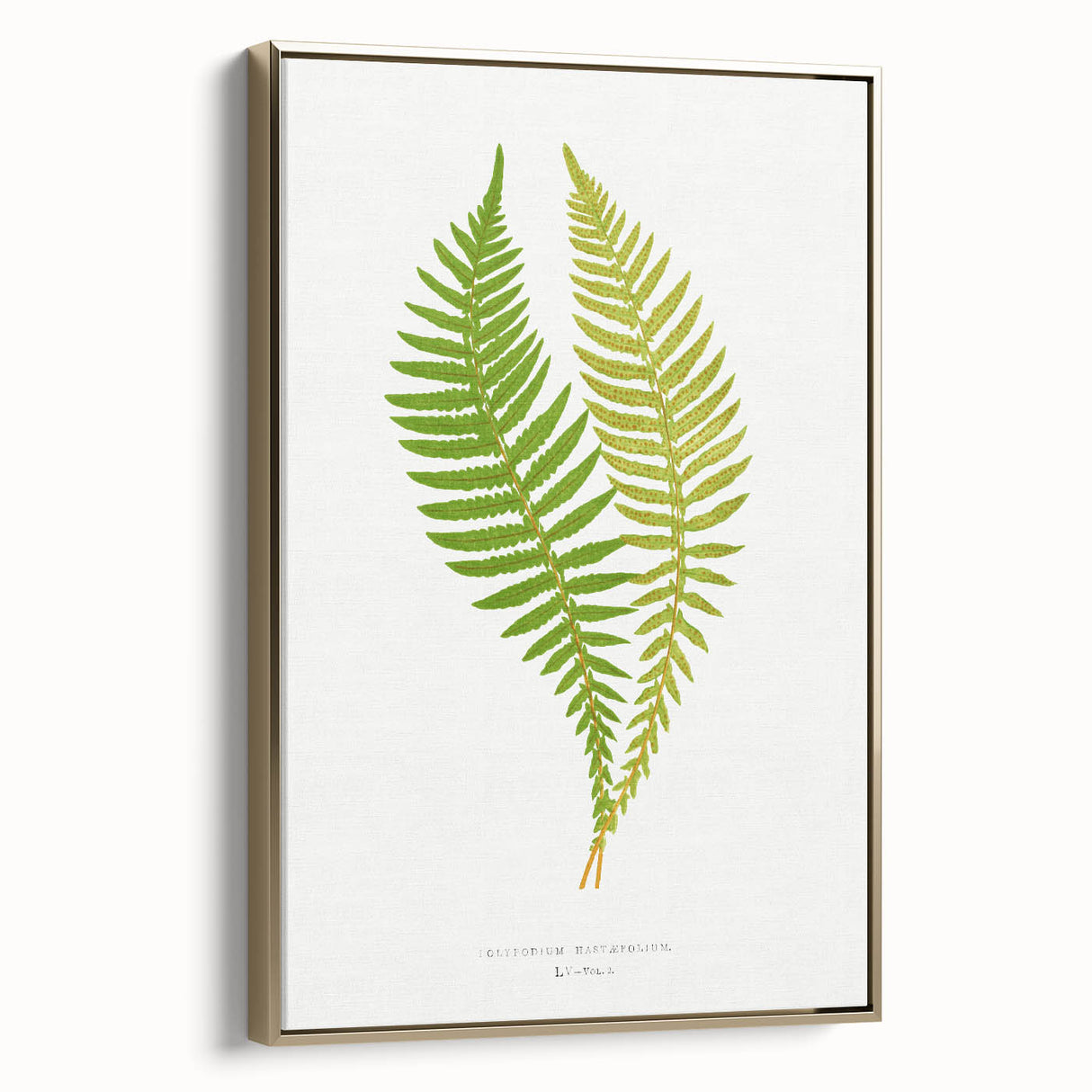 Polypodium Fern Realism Art Print - Edward Lowe Botanical Wall Decor