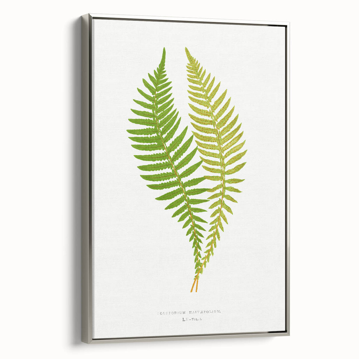 Polypodium Fern Realism Art Print - Edward Lowe Botanical Wall Decor
