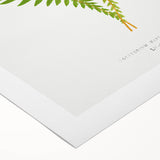 Polypodium Fern Realism Art Print - Edward Lowe Botanical Wall Decor